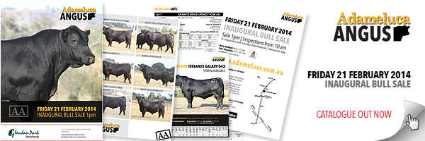 WEB-BANNER--Internal-page--bull-sale